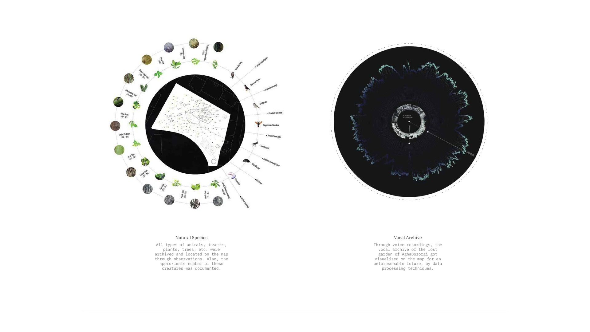 A circular natural-species inventory and a spatial visualisation of recorded garden sounds.